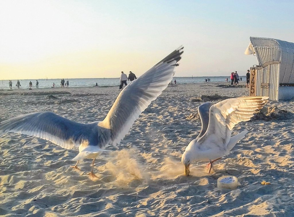Möwen am Nordseestrand