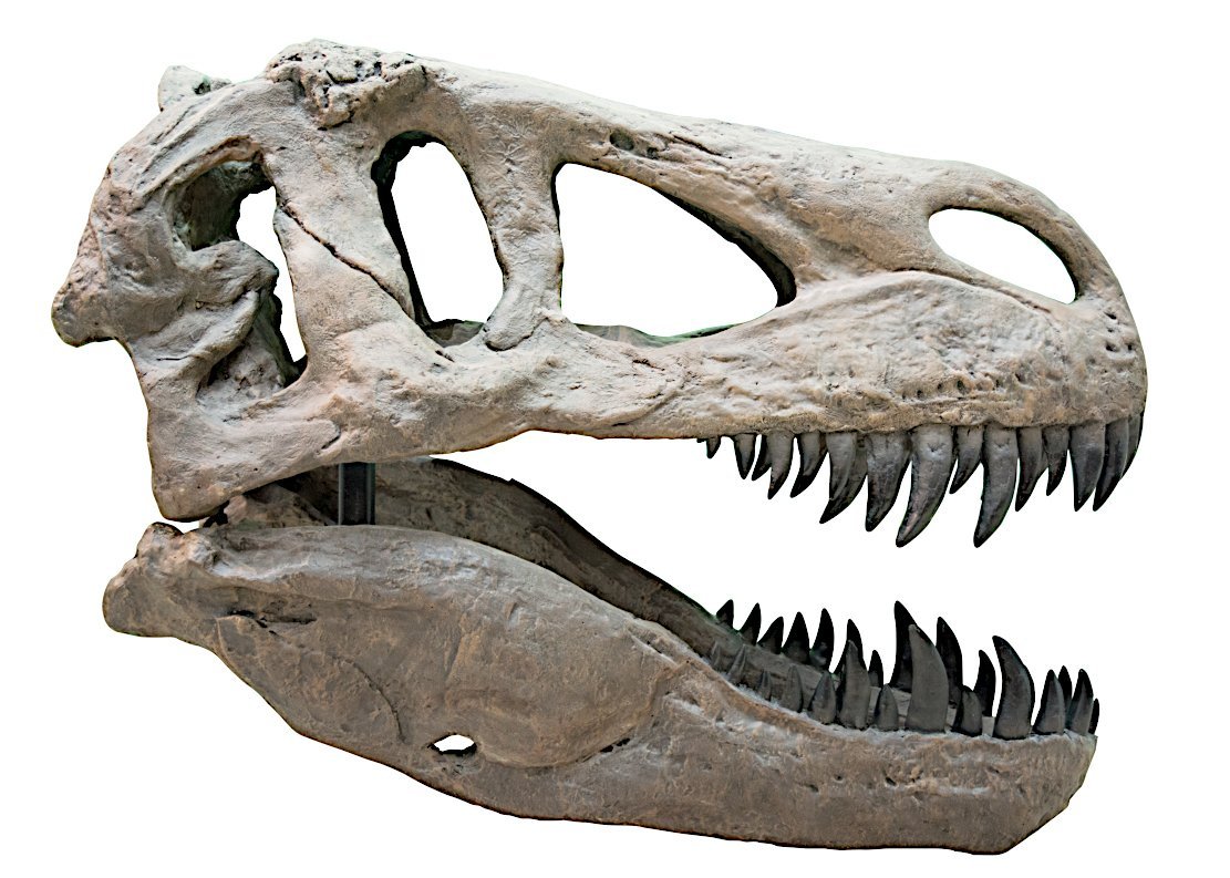 Wie weit konnten Dinos das Maul aufreißen?