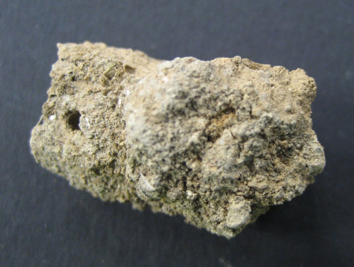 Urzeitlicher Parasitenbefall