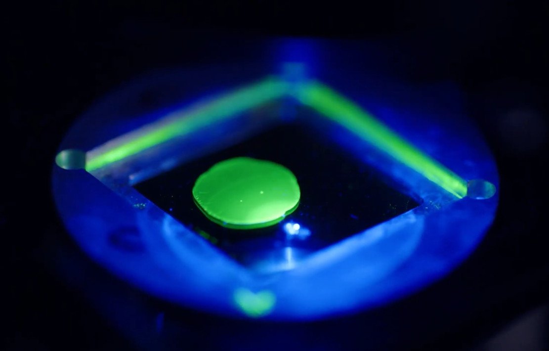 Nanobiophotonik: Aus Zellen werden Laser