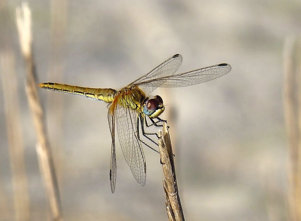 Sardische Libelle
