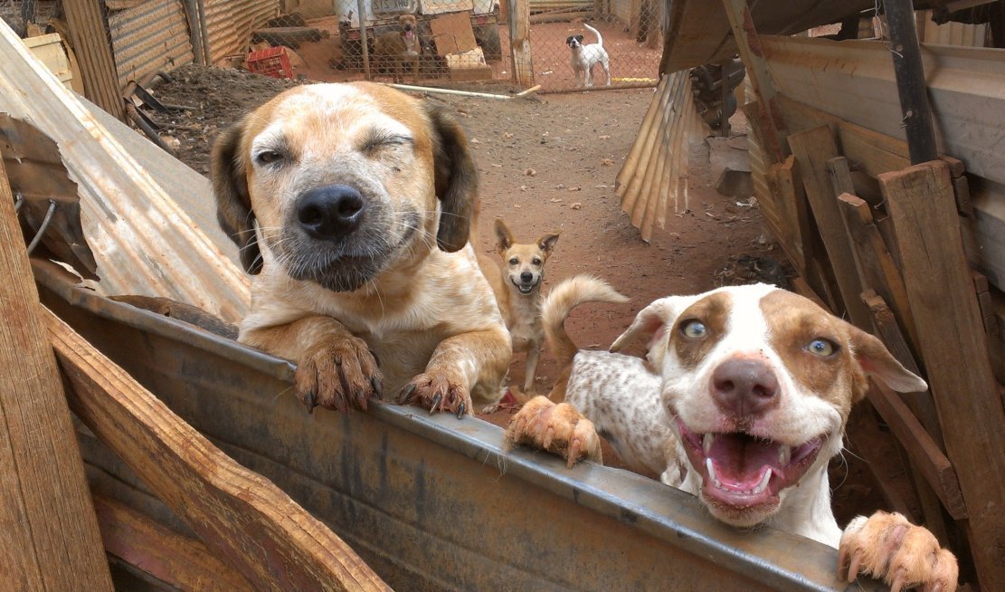 Skurril: Dem ansteckenden Hundekrebs auf der Spur