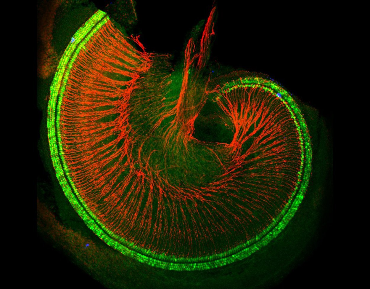 Spirale des Hörens