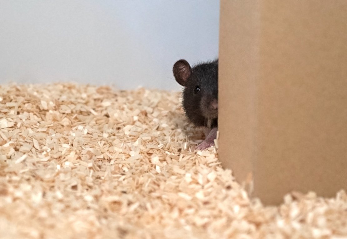 Forscher spielen mit Ratten Verstecken