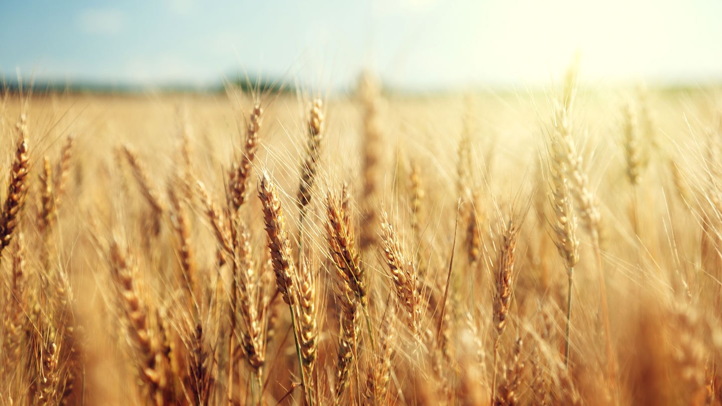 Atmosphärische Riesenwellen bedrohen Ernteerträge