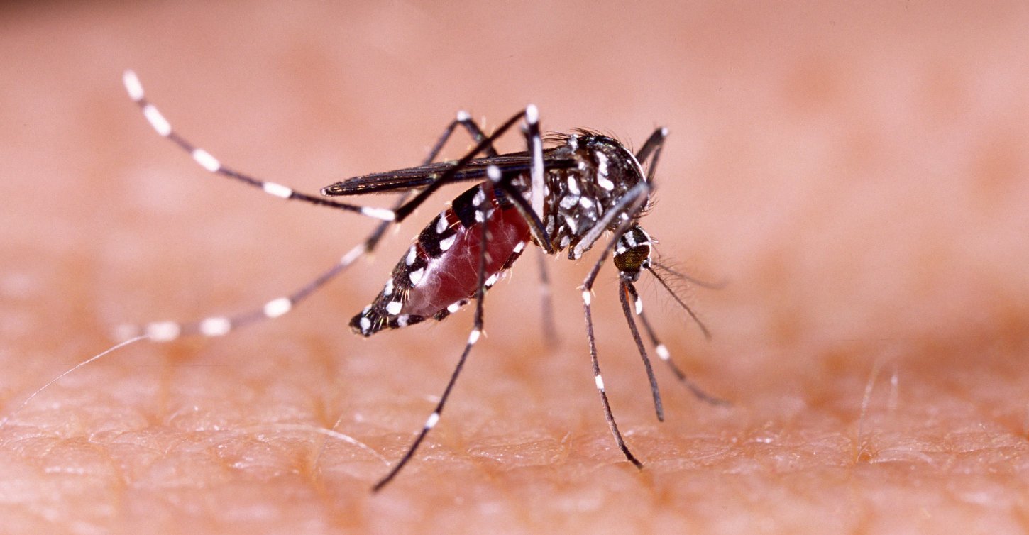 Dengue-Übertragung durch Mücken blockiert