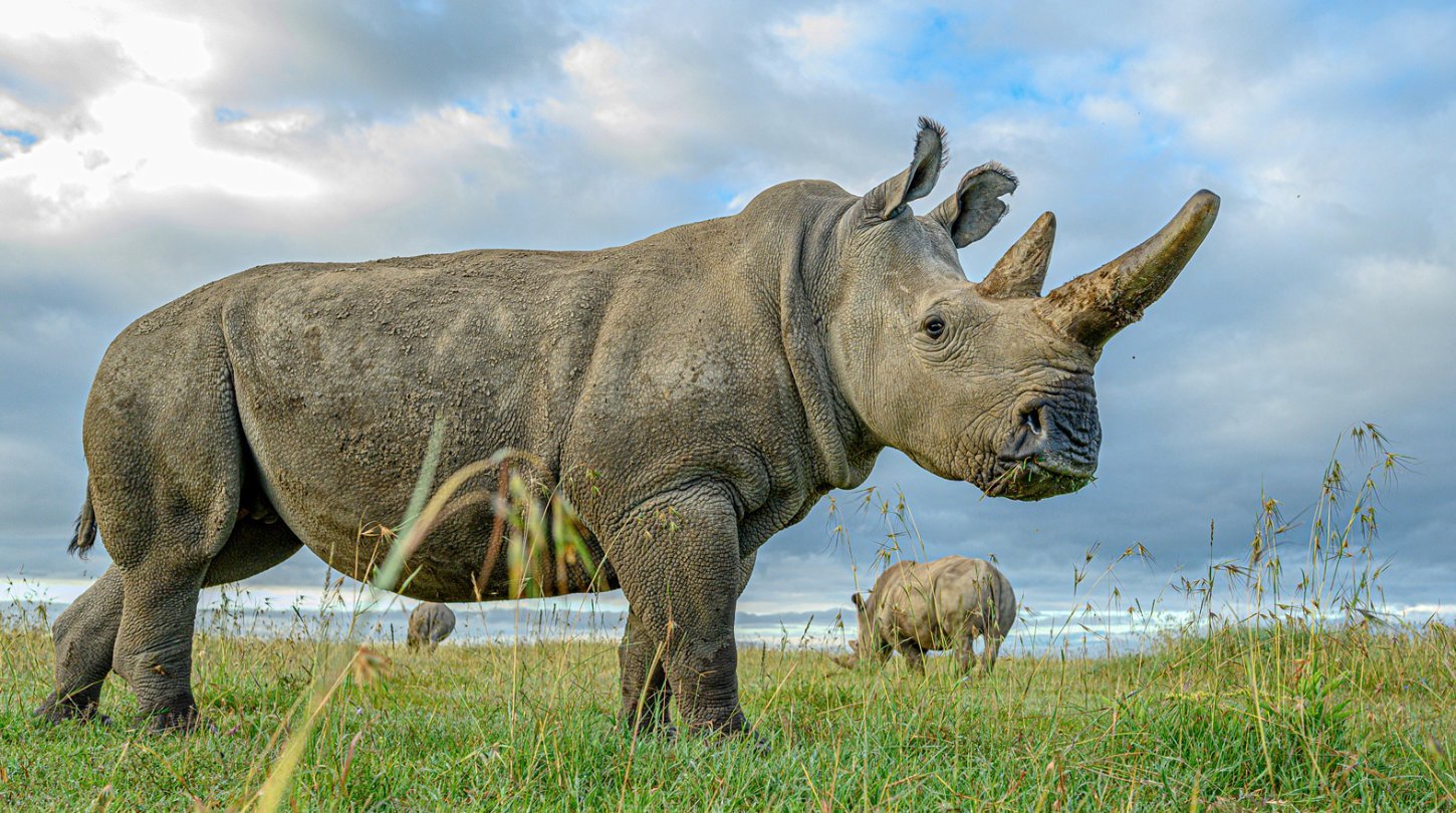 Neue Hoffnung für das Nördliche Breitmaulnashorn