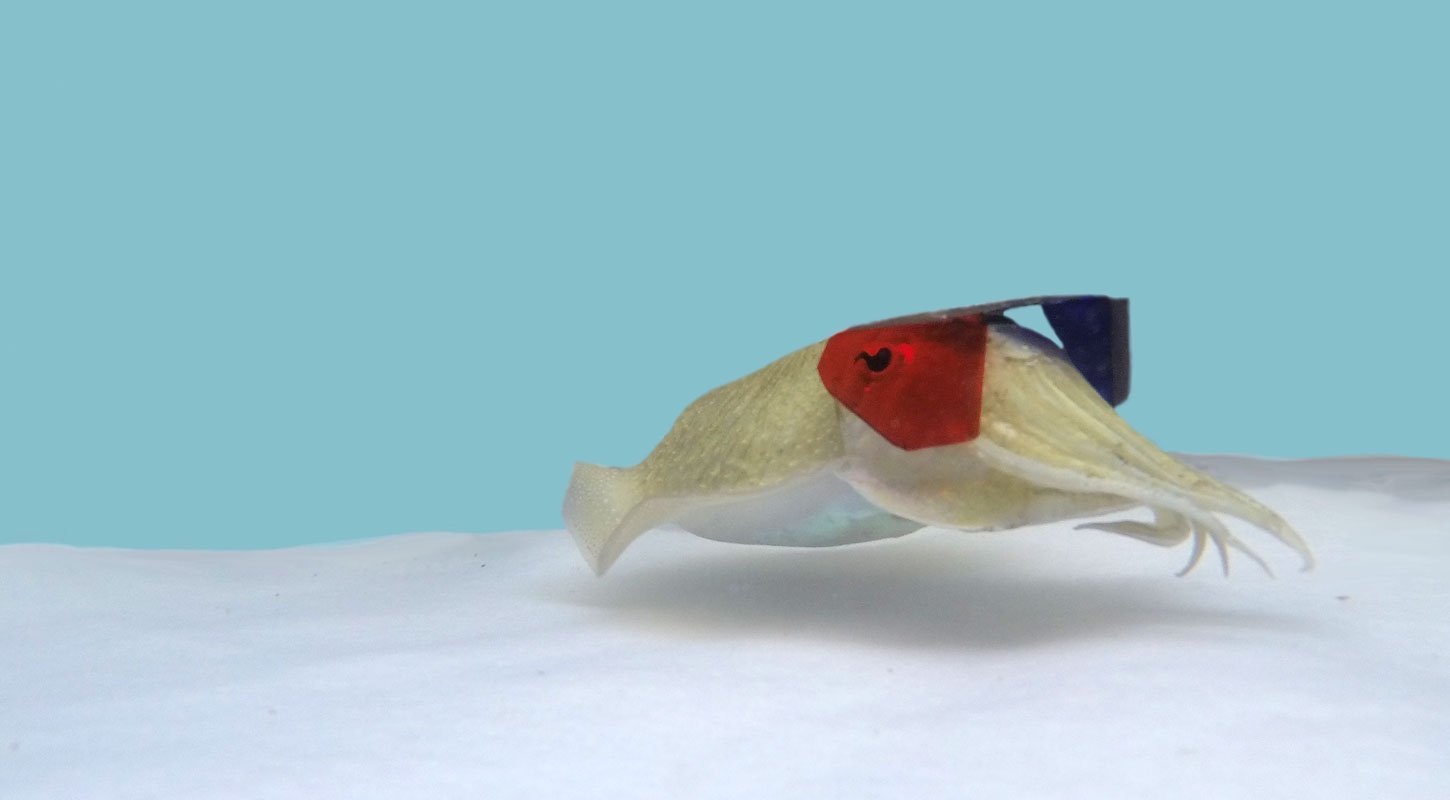 Tintenfische sehen in 3D