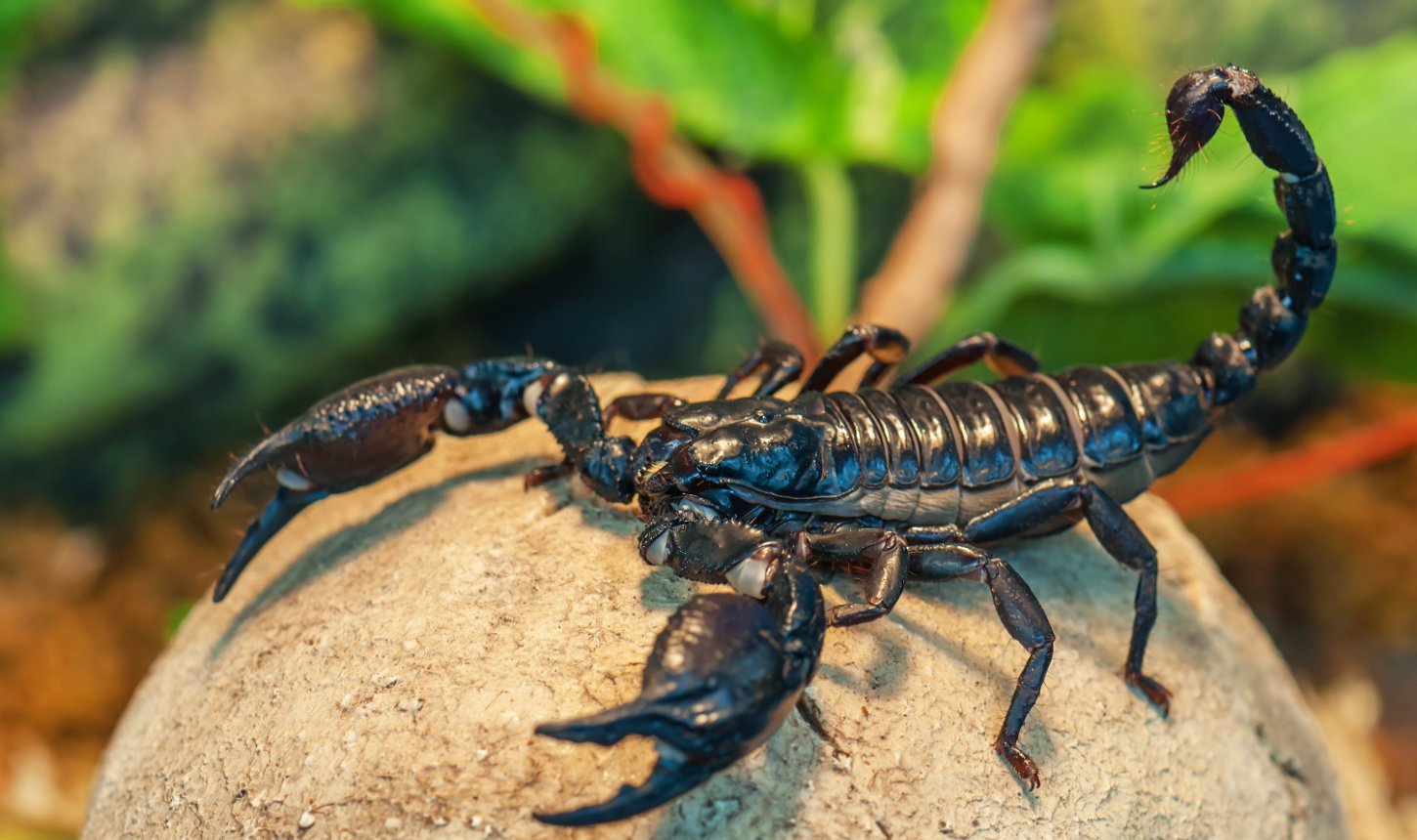 Uralter Skorpion entdeckt
