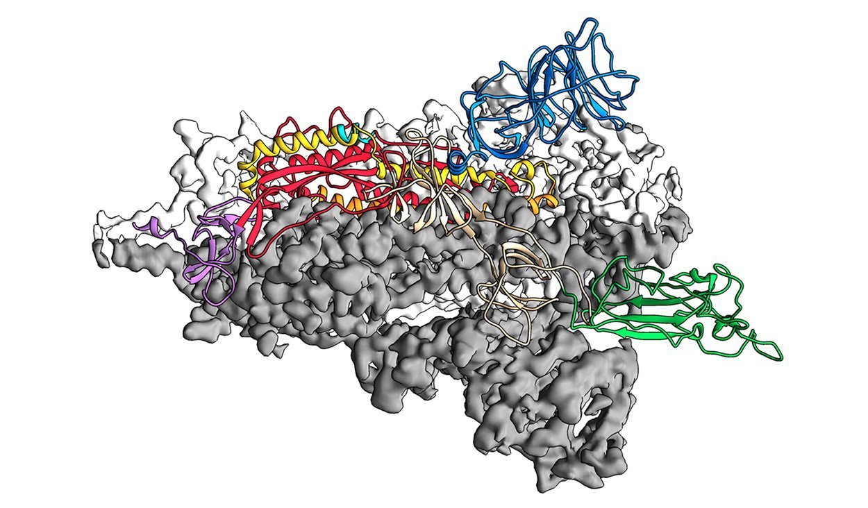 Bindungsprotein des neuen Coronavirus entschlüsselt