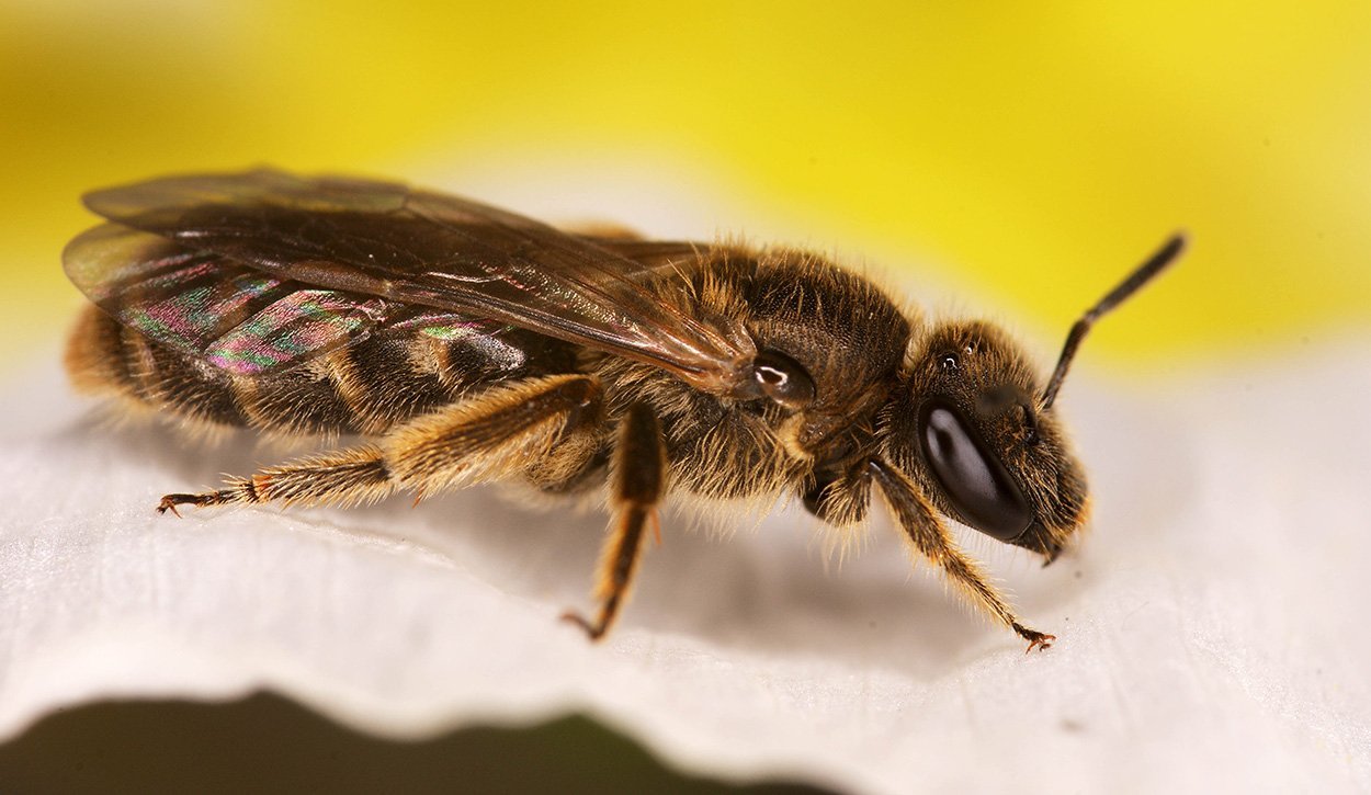 Ein neuer Duft für die Bienenkönigin