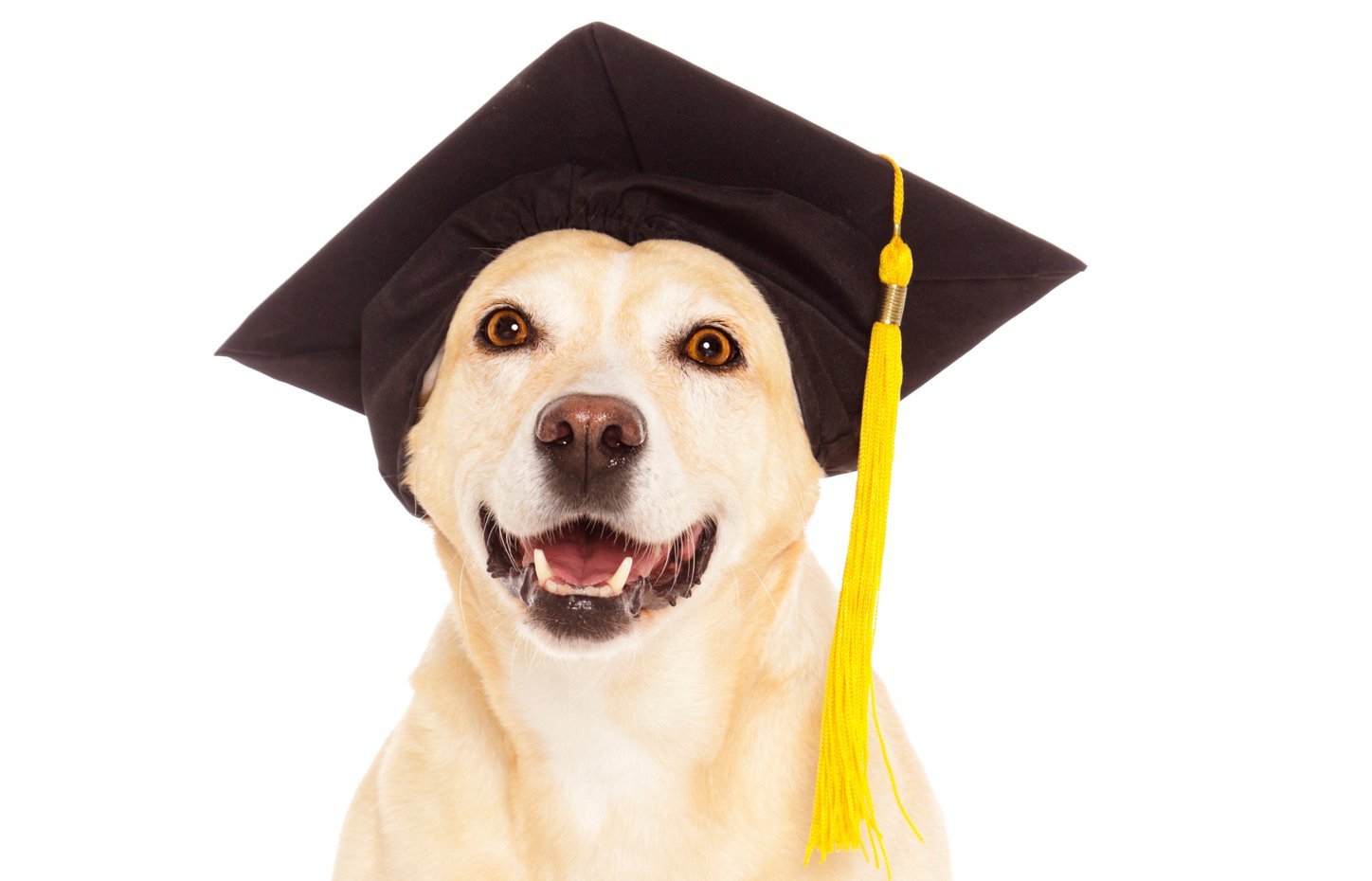 Sind Hunde außergewöhnlich intelligent?