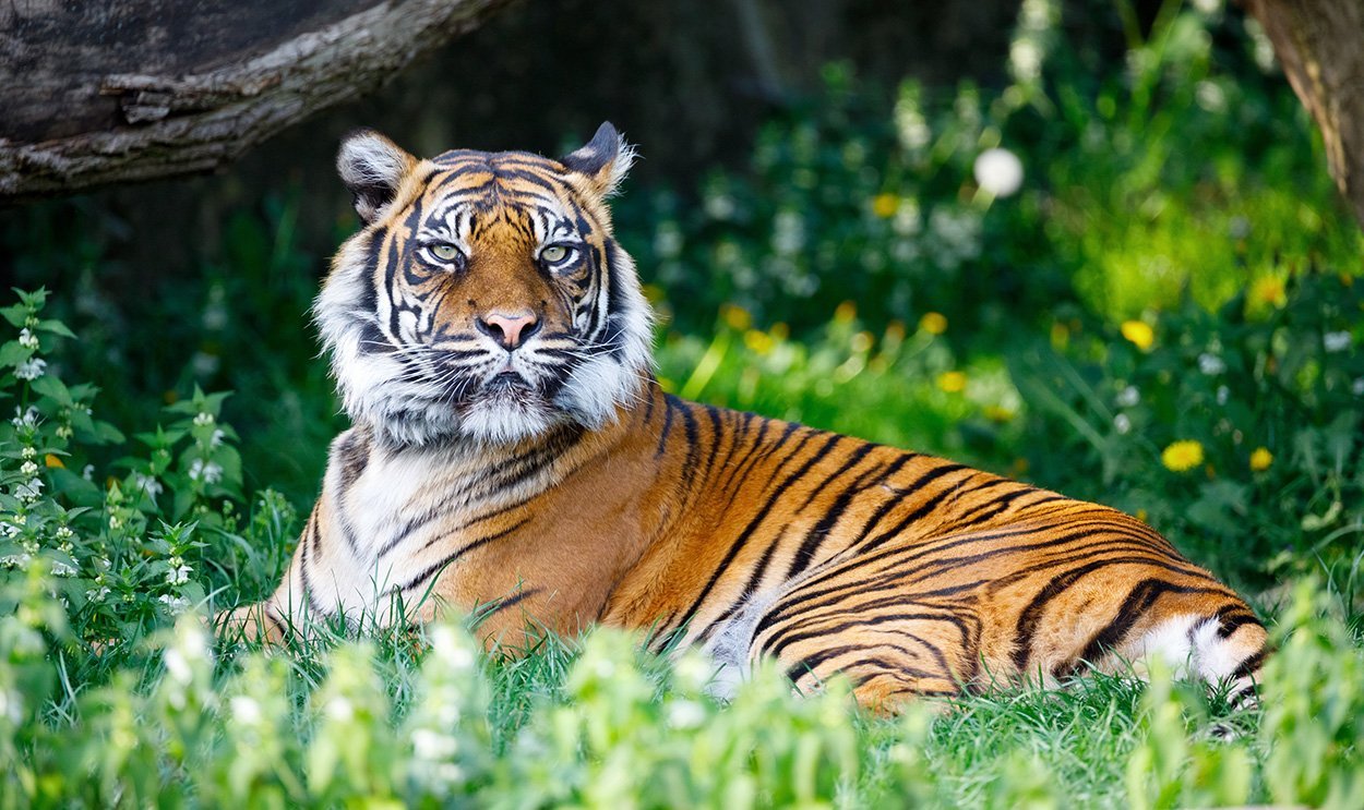 Zootiere: Kamera statt Narkosepfeil