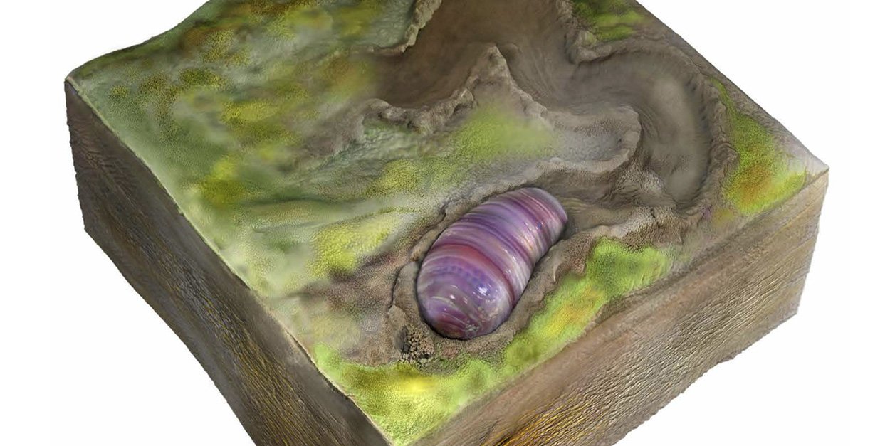 Ältestes Fossil eines zweiseitensymmetrischen Tieres