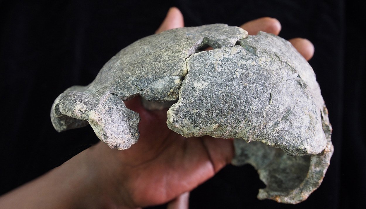 Homo erectus: Vielseitiger als gedacht
