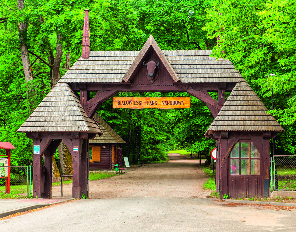 Wald der Wisente