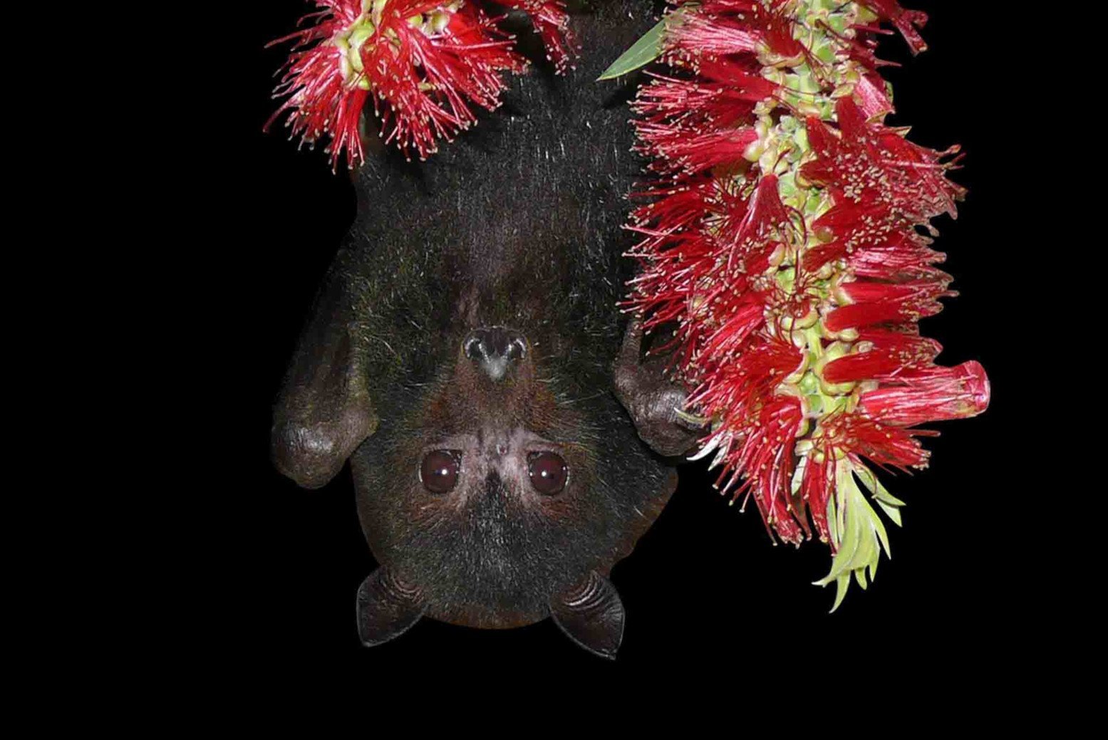 Warum sind Fledermaus-Viren so gefährlich?