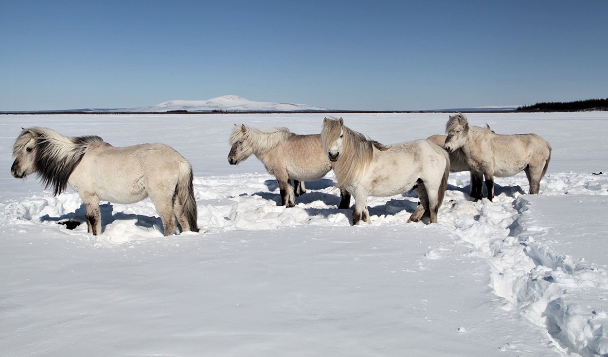 Wie Pferde und Bisons den Permafrost schützen