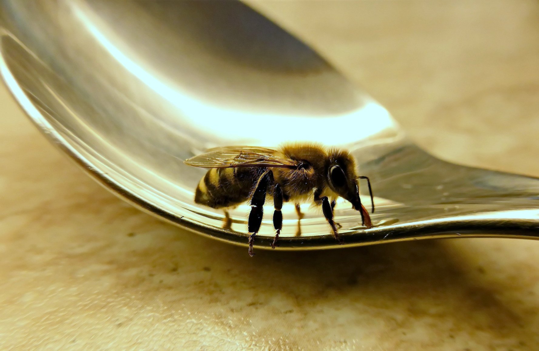 Bienen nicht mit Honig füttern!