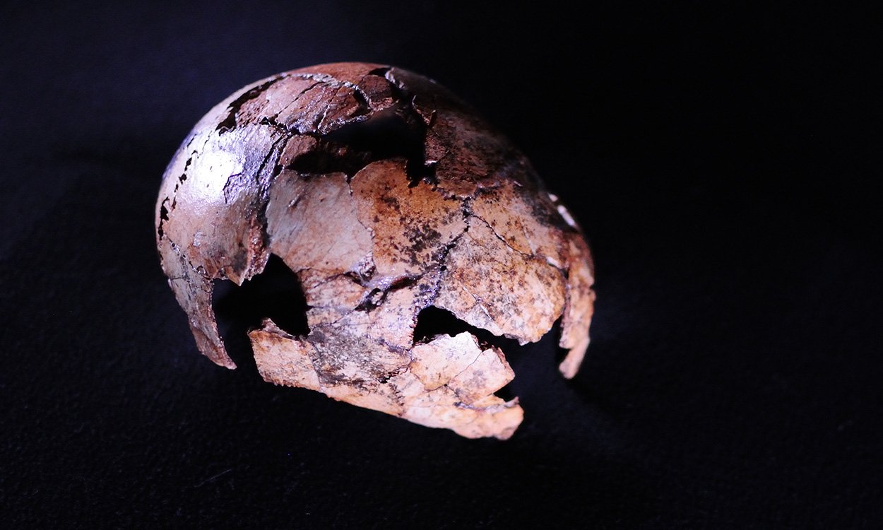 Der älteste Homo erectus