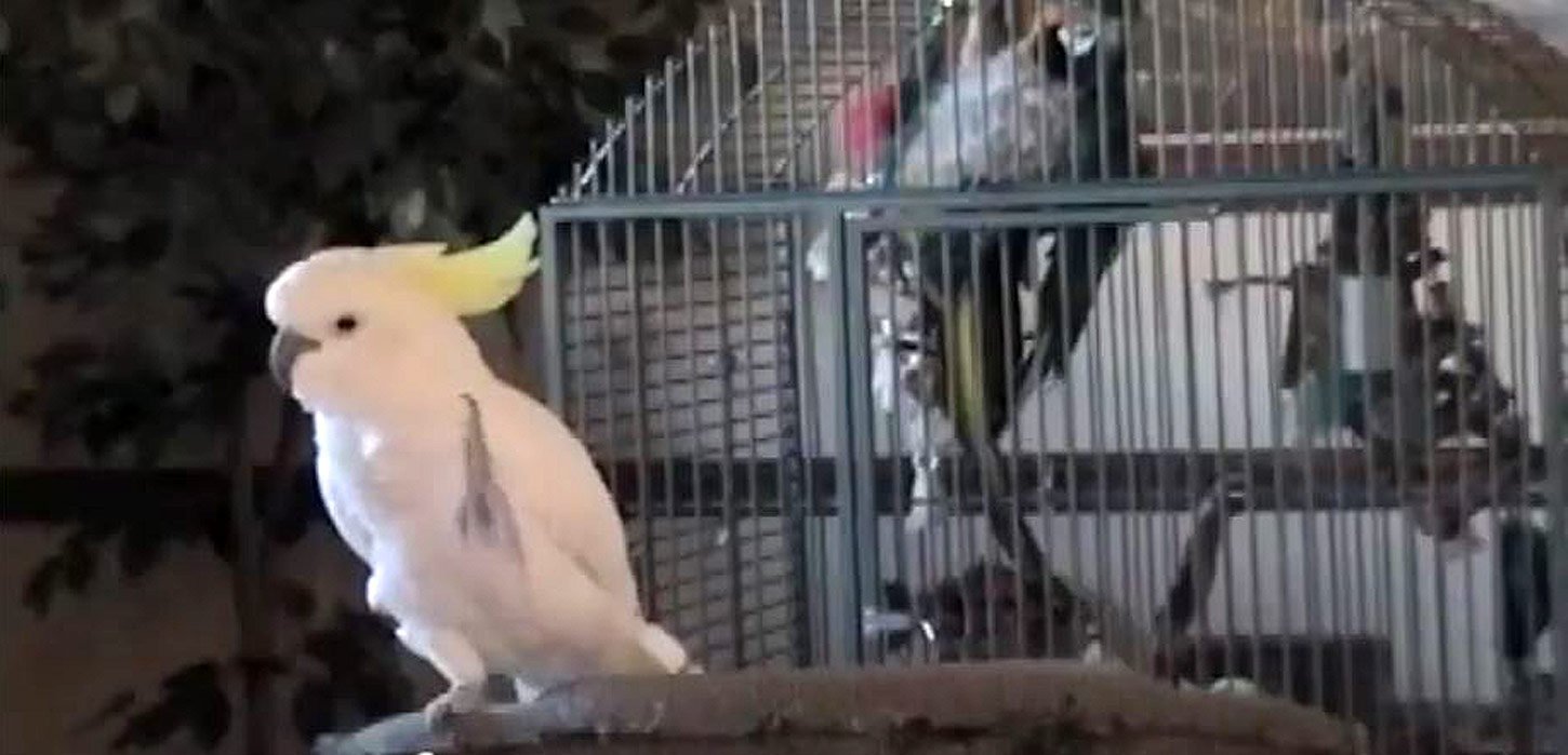 Können Vögel tanzen?