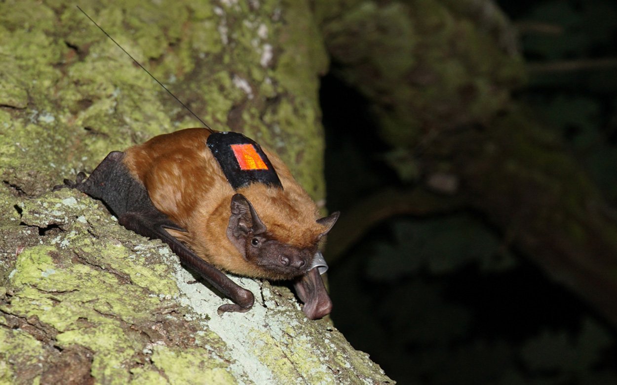 Hightech im Miniformat für Fledermaus, Eidechse und Co