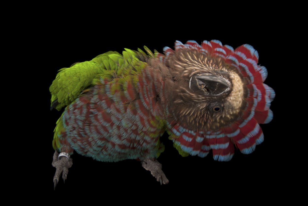 Im Reich der Vögel