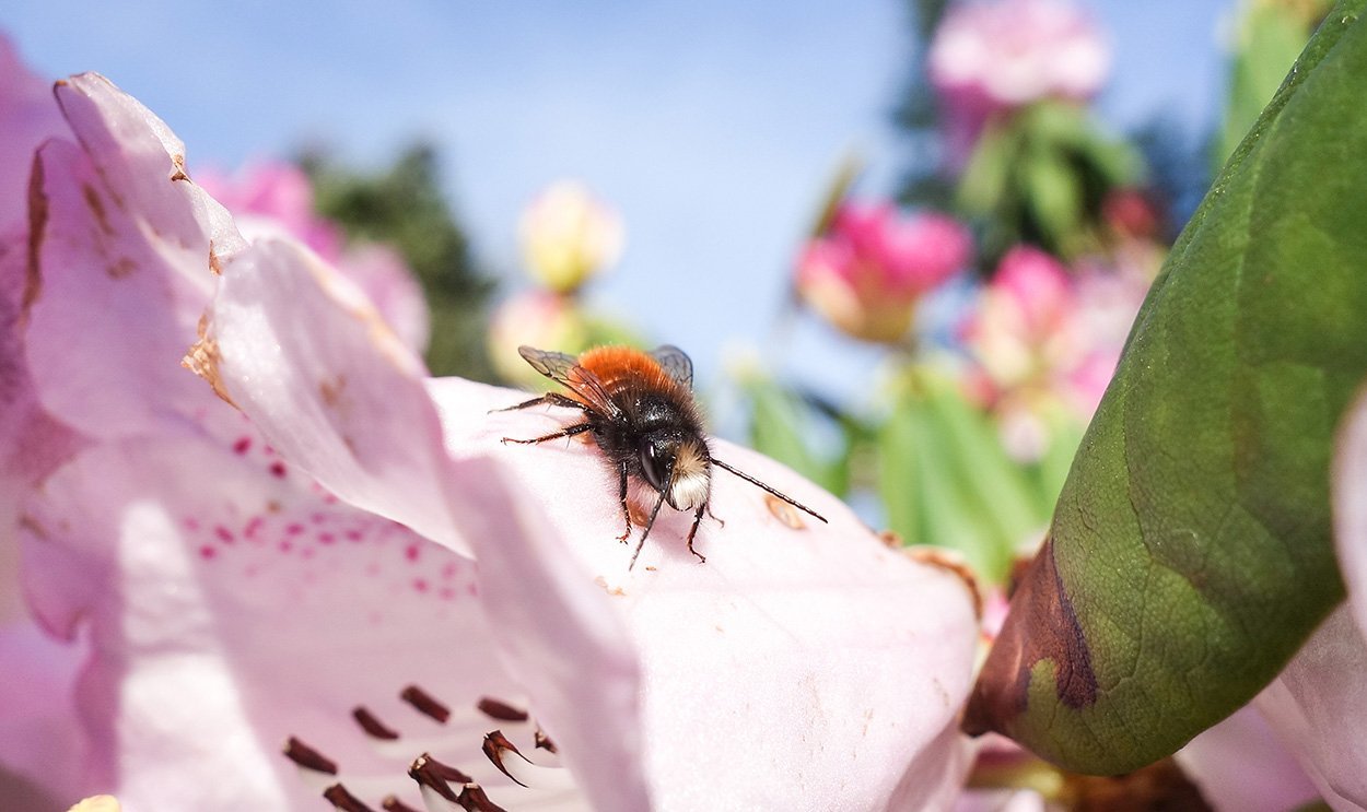 Insektenrückgang auch weltweit nachweisbar