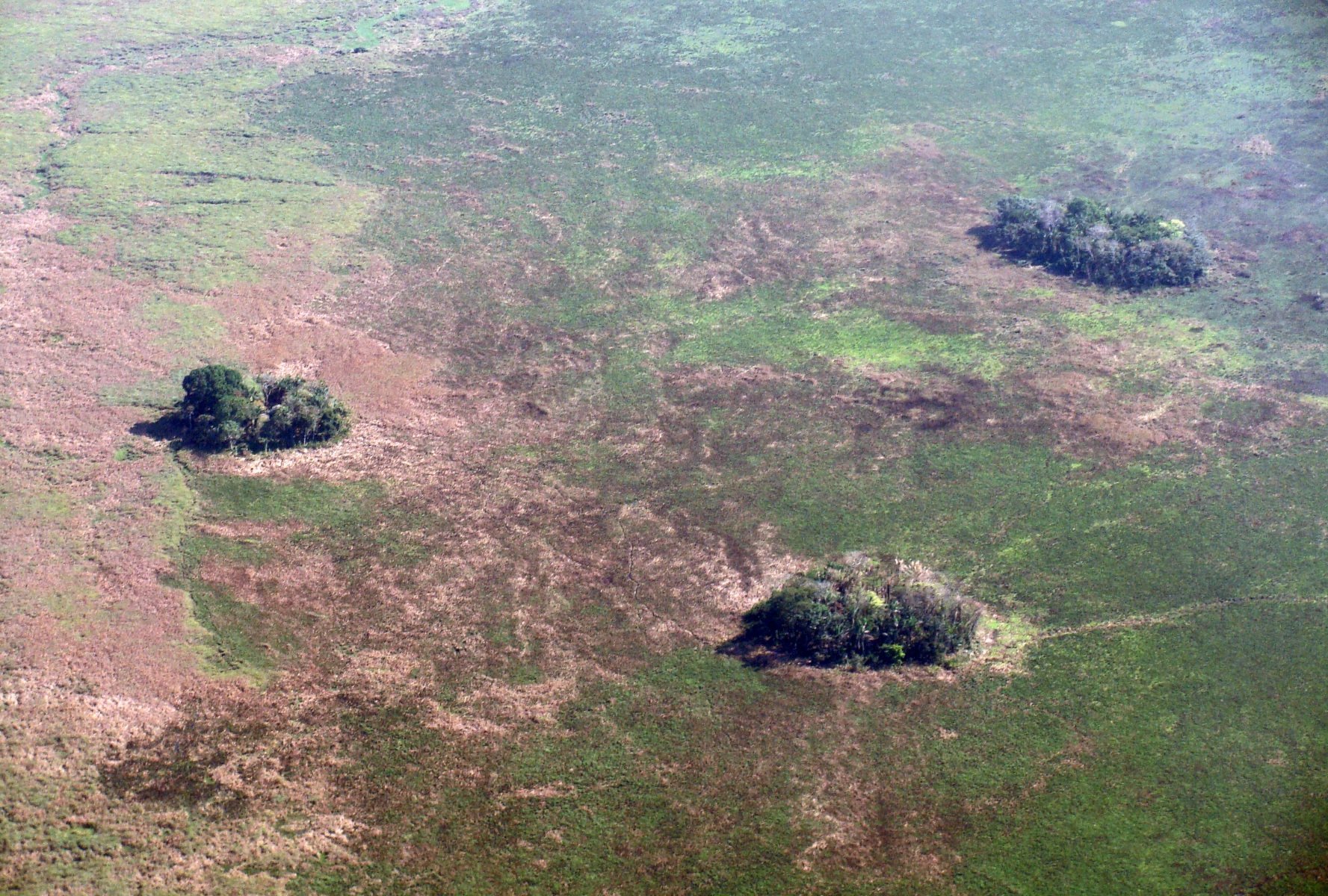 Waldinseln: Uralte Spuren des Pflanzenbaus