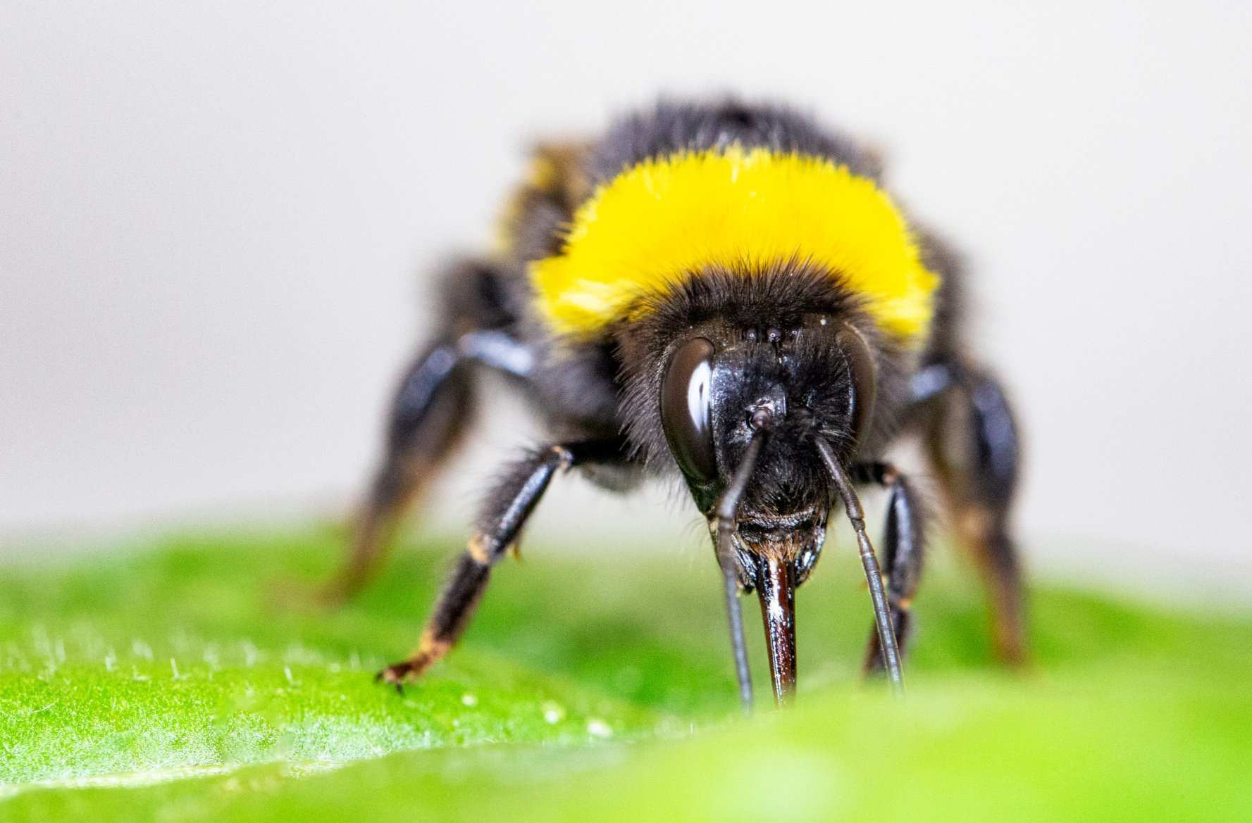Hummel-Bisse lassen Blüten sprießen