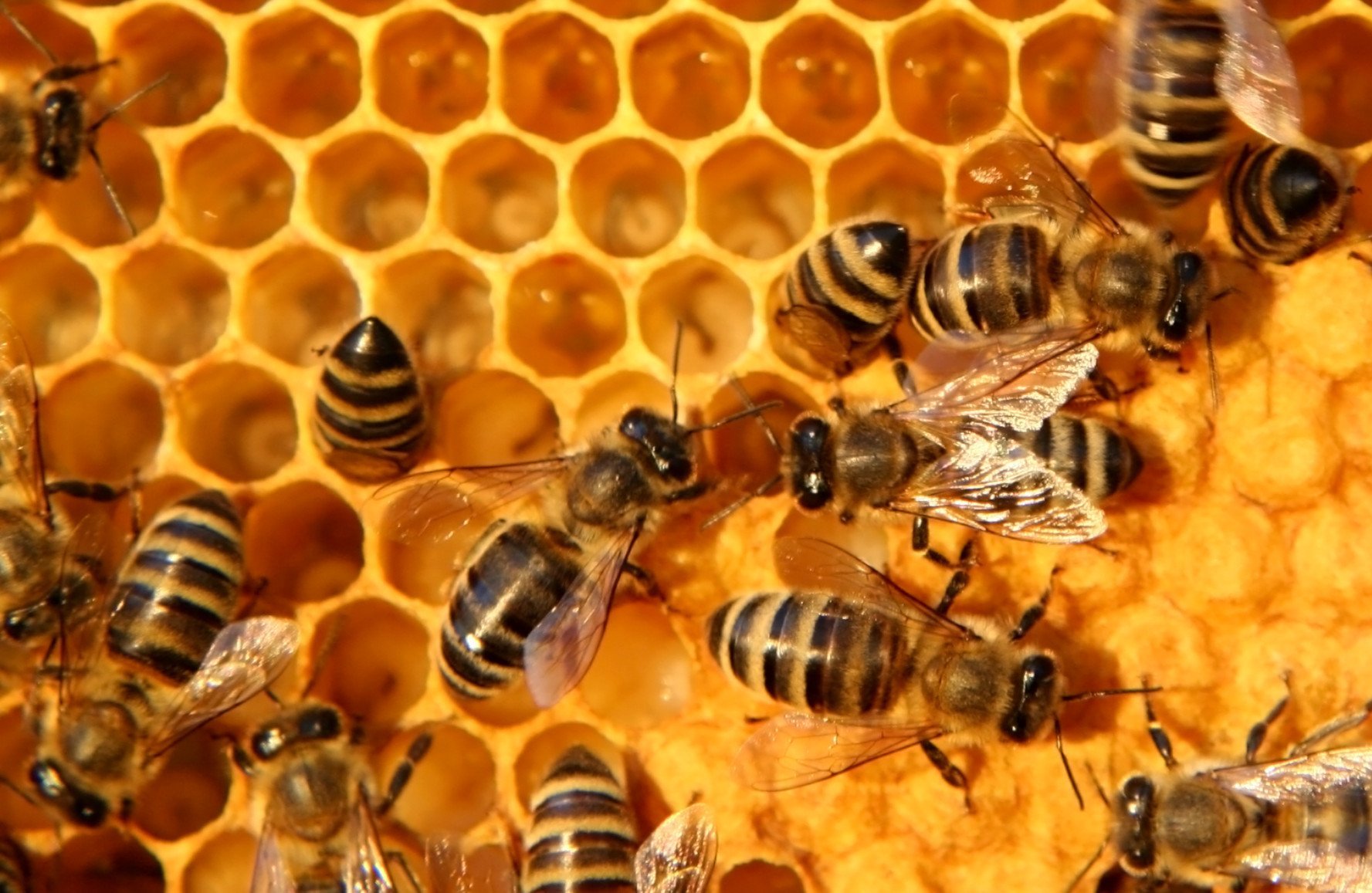 Pflanzenschutzmittel stört Ammenbienen