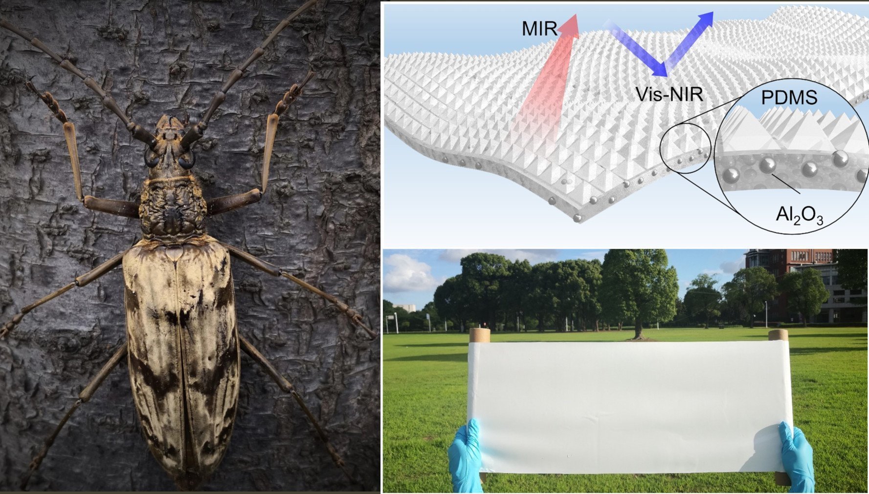 Bioinspiriert: „Coole“ Folie entwickelt
