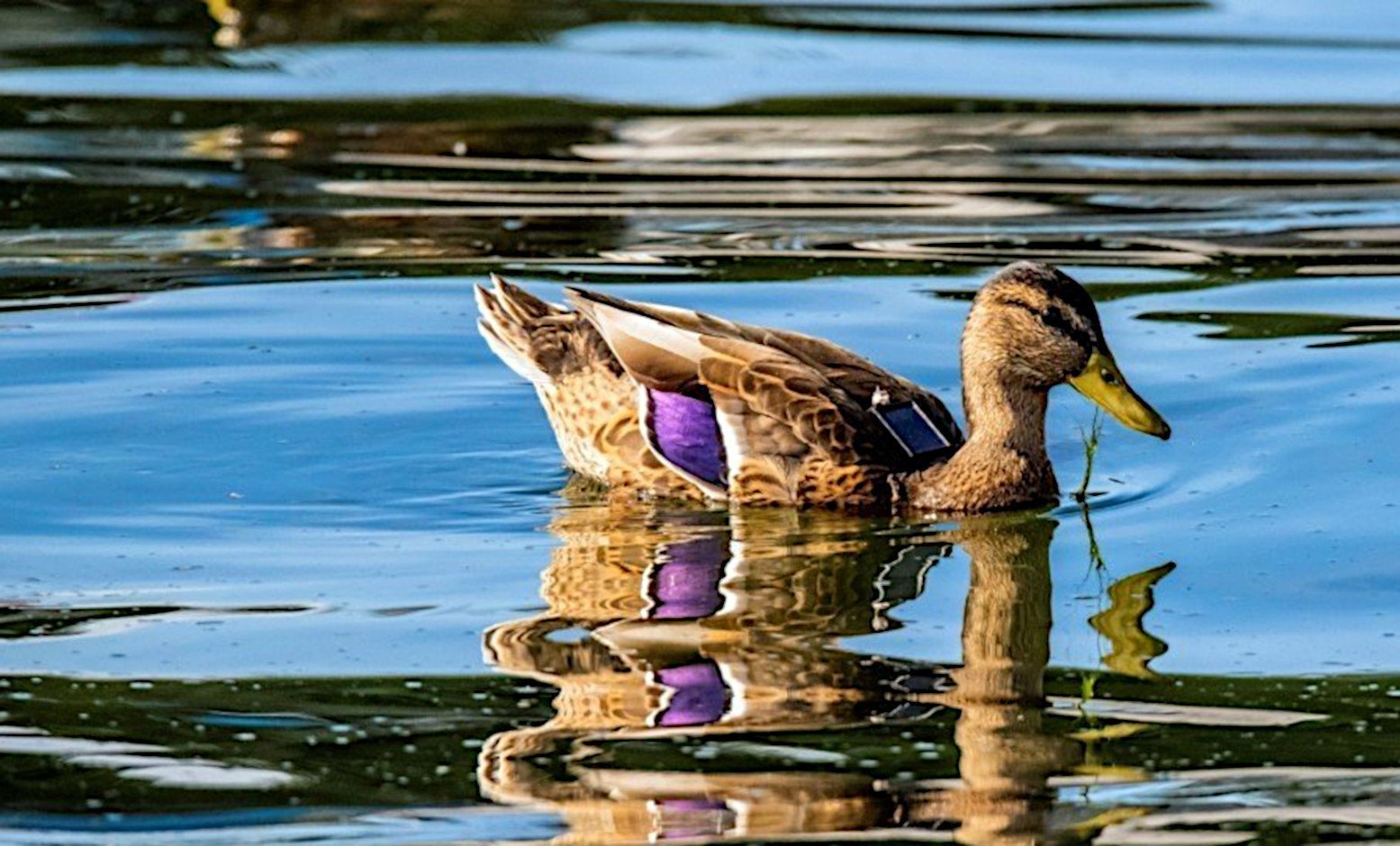 Corona-Pause: Chance für die Tierforschung