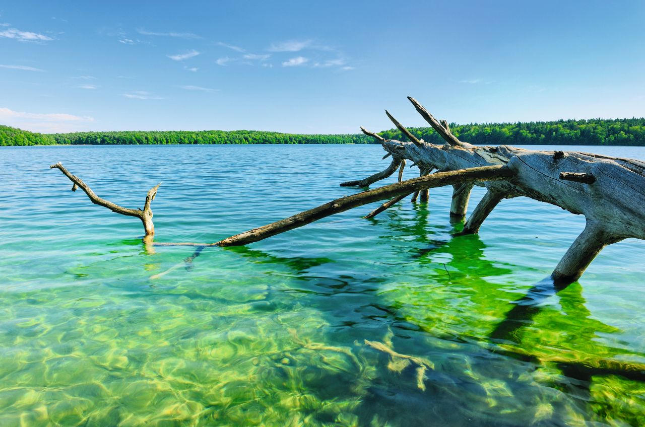 Fontanes Wasserwelt