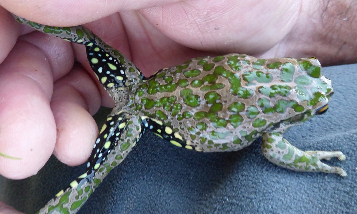 Invasiver Frosch bedroht Ökosysteme in Südaustralien