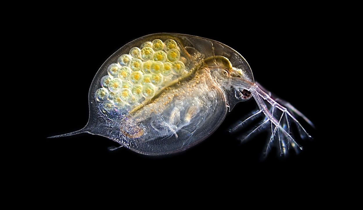 Nanopartikel beeinträchtigen Feindabwehr von Wasserflöhen