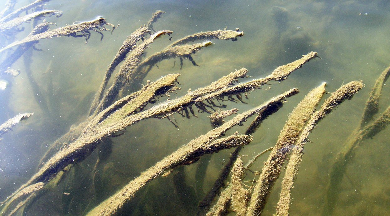 Seegraswiesen am Limit