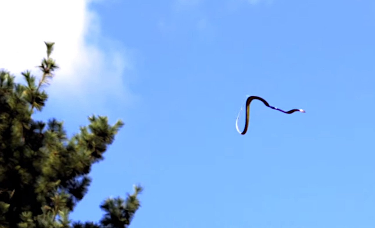 Wie Schlangen fliegen