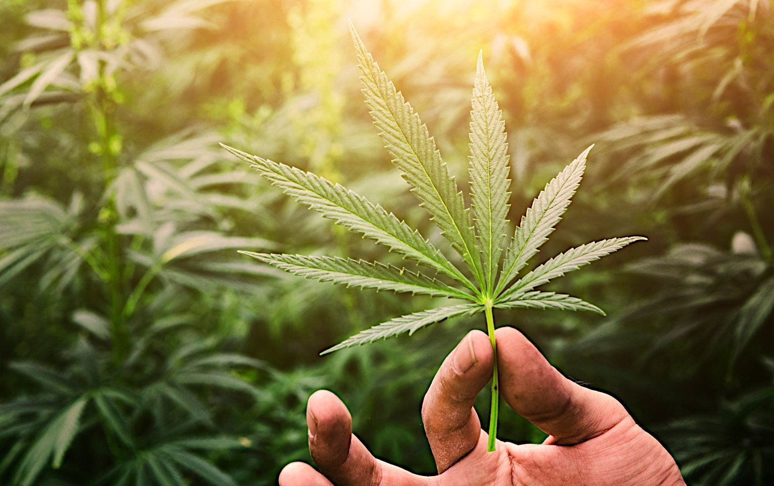 Cannabis: Kontroverse schon vor 250 Jahren