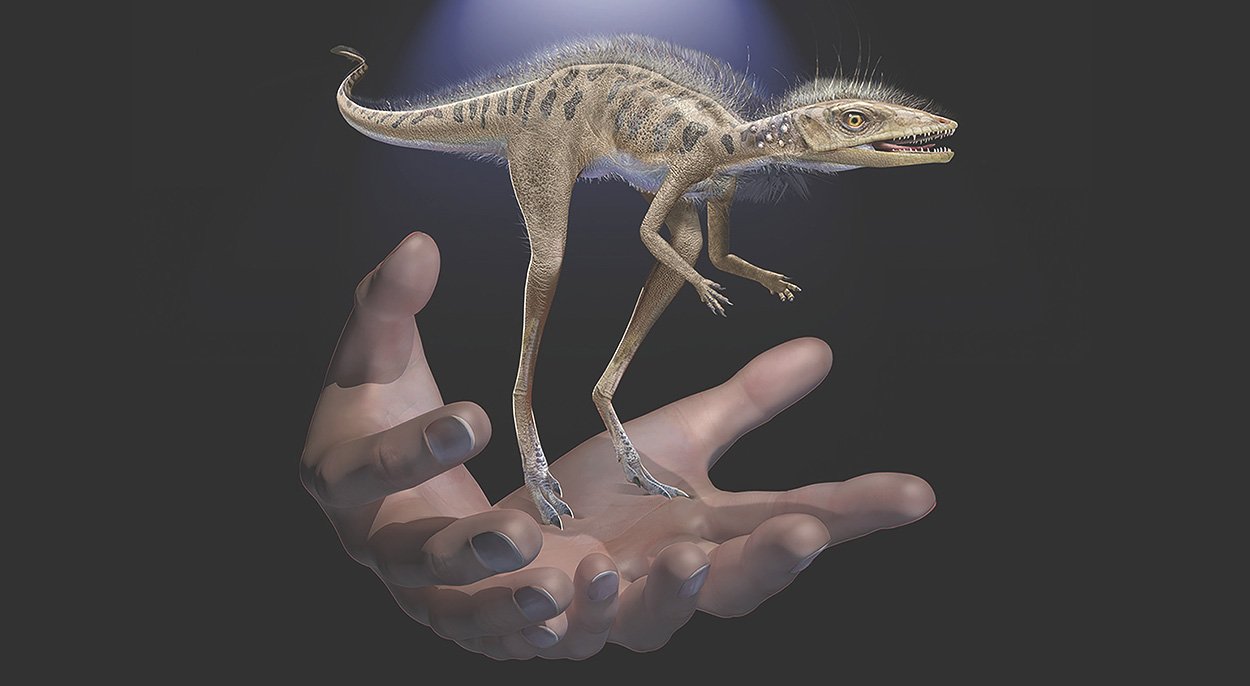 Ein Miniatur-Saurier aus Madagaskar