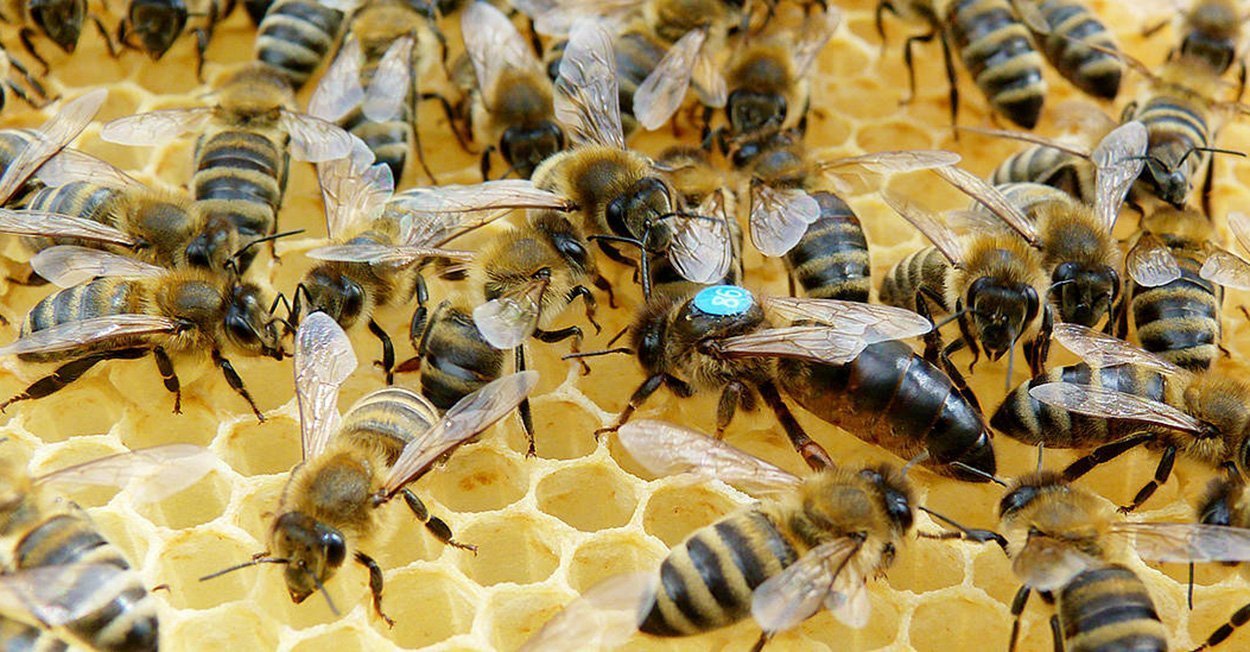 Honigbienen: Mit gezielter Zucht gegen die Varroamilbe