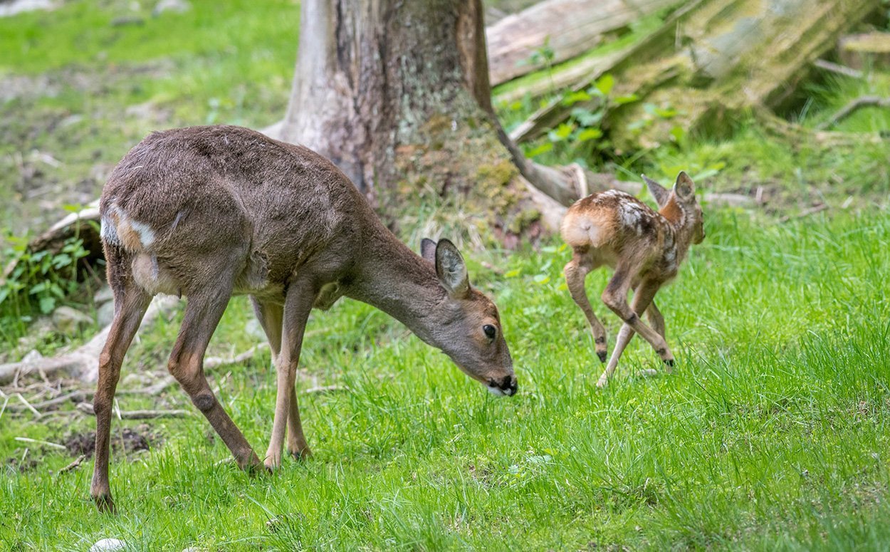 Klimawandel: Rehe kommen nicht hinterher