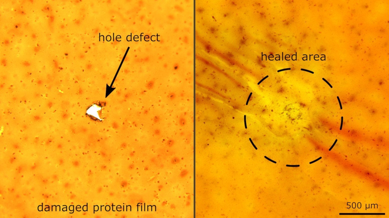 Selbstheilendes Material entwickelt