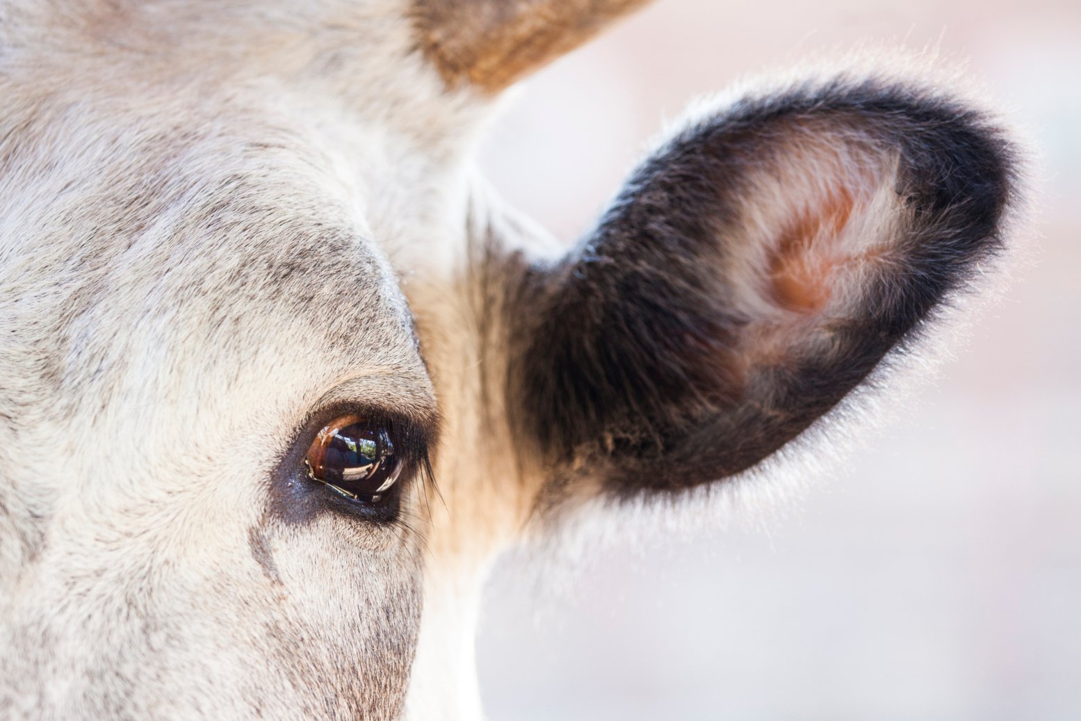 Spüren Tiere bevorstehende Erdbeben?