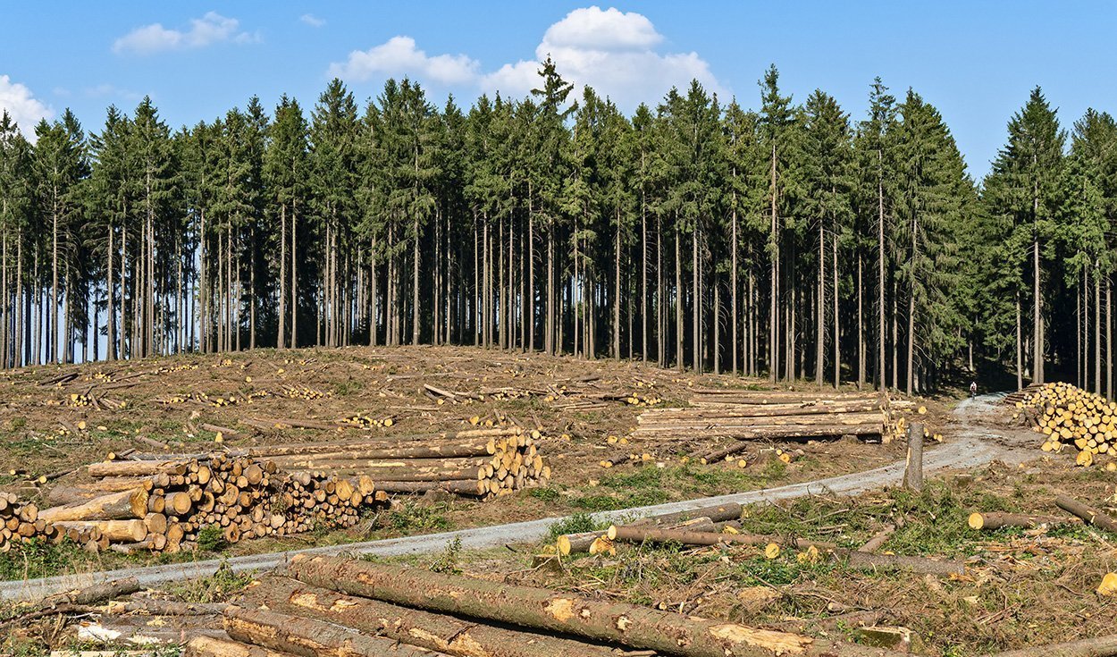 Waldrodungen in Europa haben zugenommen