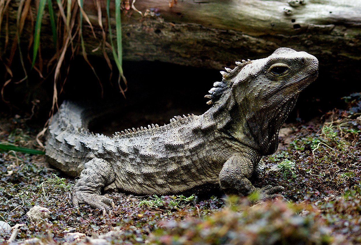 Die Brückenechse – ein lebendes Fossil