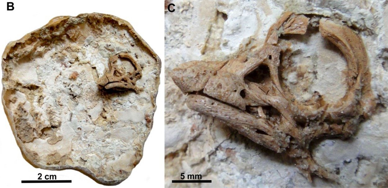 Dinosaurier-Embryo mit Nasenhorn
