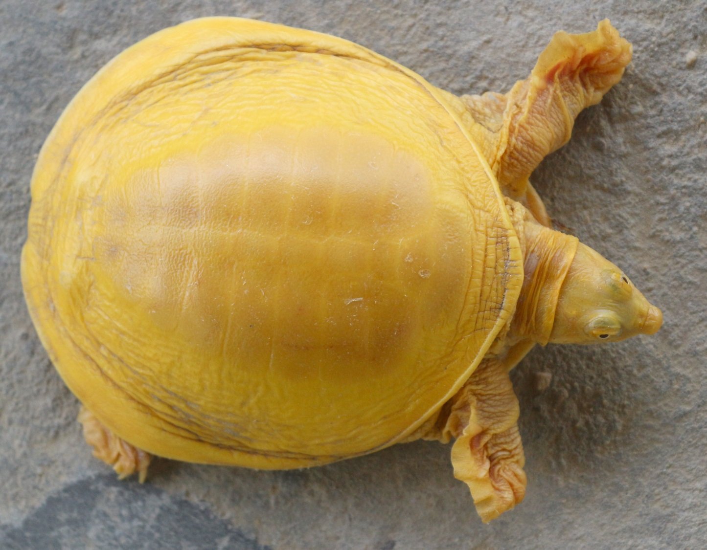 Eine goldene Klappenweichschildkröte entdeckt