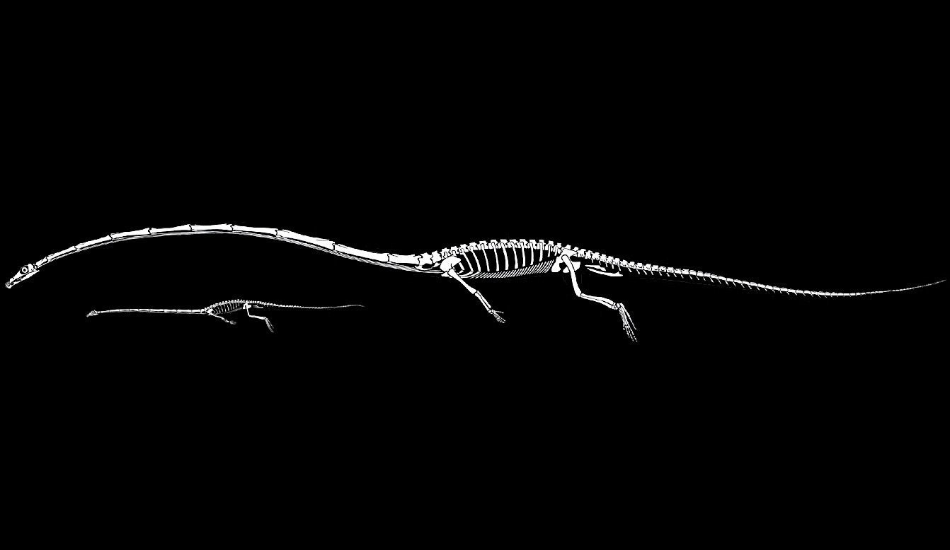 Giraffenhalssaurier: Fossiles Rätsel gelöst