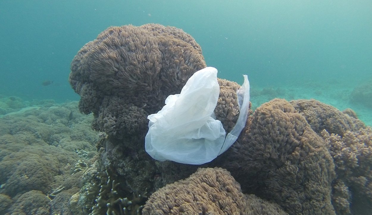 "Plastikschlucker" retten die Meere nicht